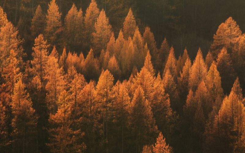 Les activités d'automne et d'Halloween
