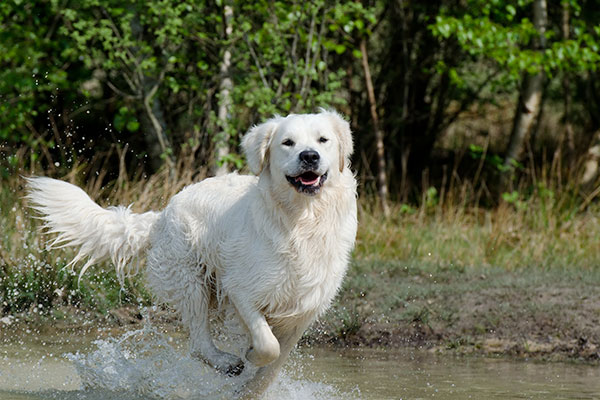 partir en vacances avec son chien 5 600X400