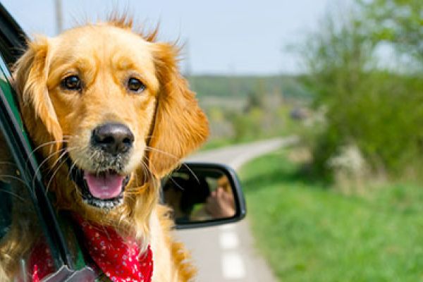 Des vacances en famille, chien compris